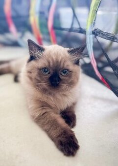Kocięta Ragdoll