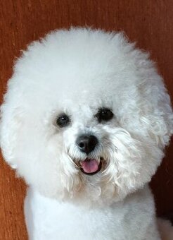 Bichon frise