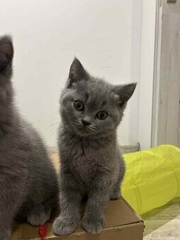 Śliczna kotka brytyjska niebieska