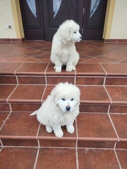 owczarek podhalański szczeniaki