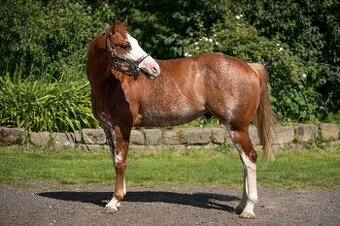 APH gelding