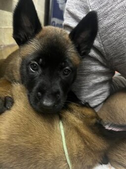 Owczarki belgijskie malinois