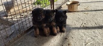 Sprzedam owczarki niemieckie szczeniaki długowłose