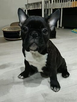 Buldogi Francuskie Szczenięta