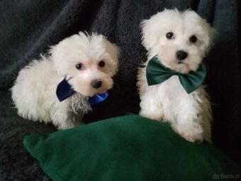 Maltańczyki szczeniak piesek