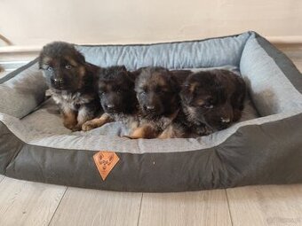 Sprzedam szczeniaki owczarka niemieckiego długowłose