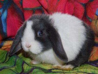 Cudne barank mini lop