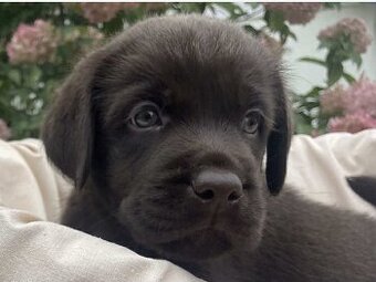 Labrador Retriever Czekoladowy Szczenięta