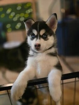 Szczenięta Pomsky