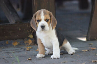 Beagle księżniczka po Championie  ZKwP (FCI)