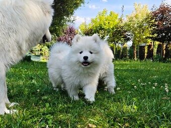 Samoyed - szczenięta