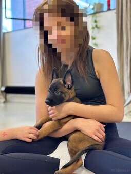 Owczarek belgijski z rodowodem FCI