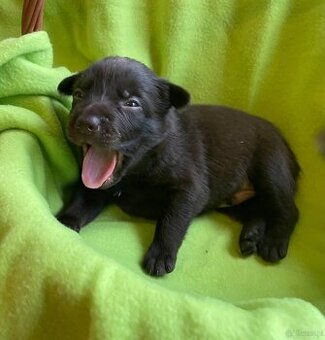 Australian kelpie