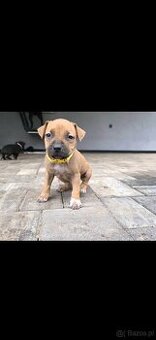 Oddam w Dobre Rece Pitbul mieszany z Amstafem