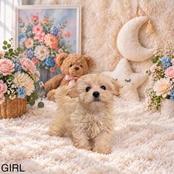 Szczenięta Maltipoo