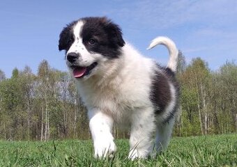 Piękna Rasowa Suczka Border Collie - XINDI z pełną dok. z ho