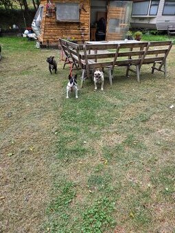 Suczka typu buldog