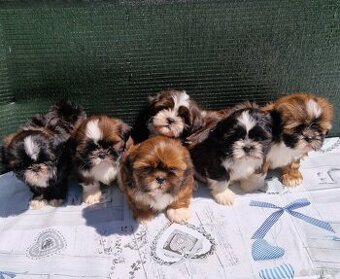 Szczenięta Shih-tzu