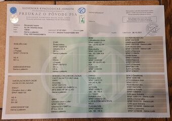 Gończy Słowacki KOPOV ZKwP FCI