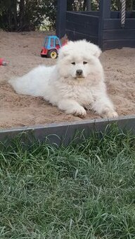 Szczenięta rasy Samoyed