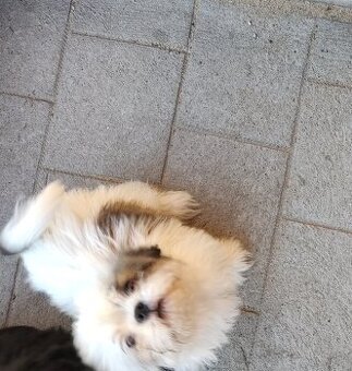 Suczka mieszanka pekińczyk shih-tzu - 1