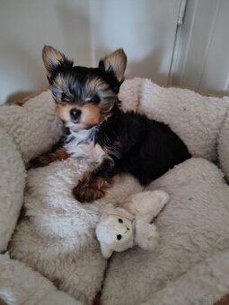 York -suczka szczenie