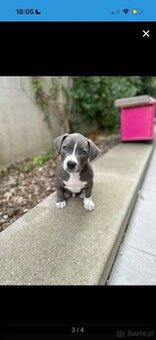 Urocze szczenięta rasy American Pit Terrier