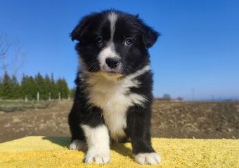 Piękny pies Border Collie - rasowy szczeniak z Hodowli z peł