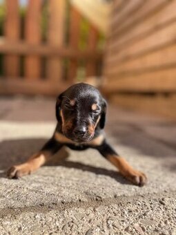 Gończy polski x irlandzki gończy szczeniaczki