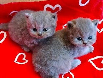 Kotki Brytyjsko-syberyjskie