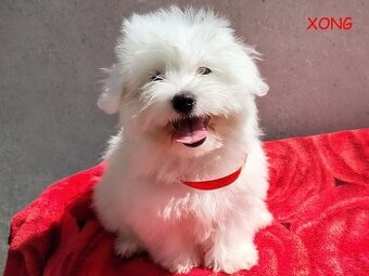SUCZKA biała Coton De Tulear szczenię ZHPR UCI Kraków