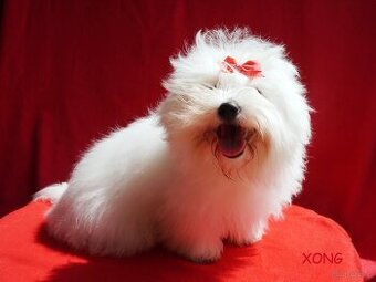 SUCZKA biała Coton De Tulear szczenię ZHPR UCI Kraków