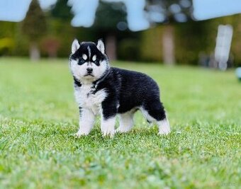 Siberian Husky ZKwP, haski suczka niebieskooka  FCI