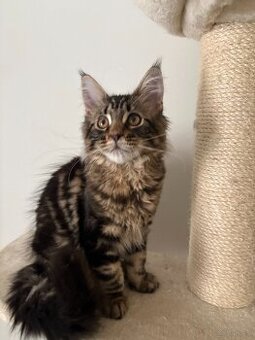 Maine Coon