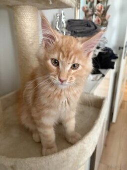 Kocurek Maine Coon