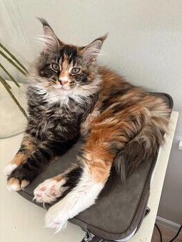 Kotka Maine Coon