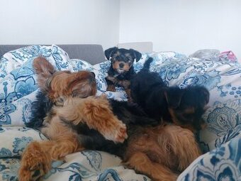 Szczeniak Yorkshire terrier 8 tygodniowy chłopiec