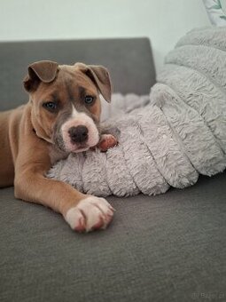 Oddam sunie pitbull ma 8 tyg
