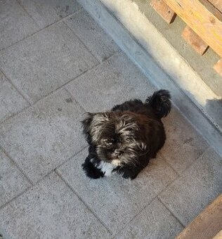 Suczka Shih-tzu