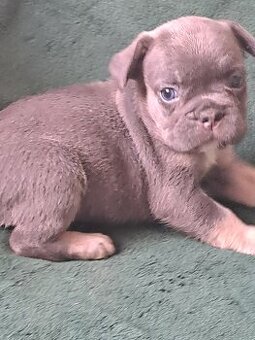 Buldog francuski