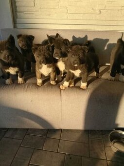 sprzedam psy akita amerykańska
