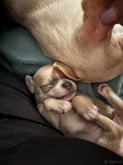 Chihuahua szczenięta krótkowłose