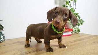 SAMIEC Jamnik krótkowłosy Czekoladowy podpalany Bolid Kraków