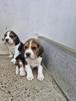 Beagle Tricolor