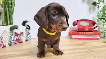 SAMIEC Jamnik krótkowłosy Czekoladowy Bootes Kraków