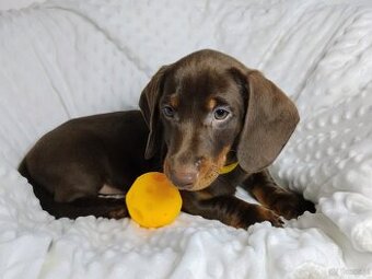 SAMIEC Jamnik krótkowłosy Czekoladowy Bootes Kraków