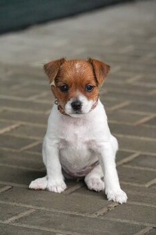 Parson Russell Terrier girl Czech Republic
