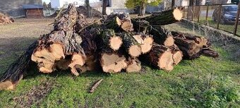 Drewno opałowe – akacja, grube pnie 4–6 m, ok. 10 m³