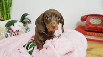 SUCZKA Jamnik krótkowłosy Czekoladowa Betelgeza Kraków