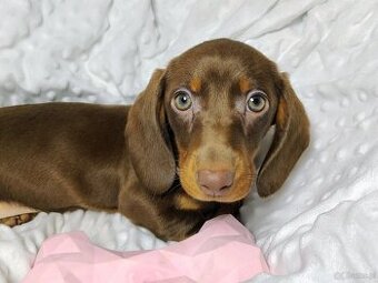 SUCZKA Jamnik krótkowłosy Czekoladowa Kraków